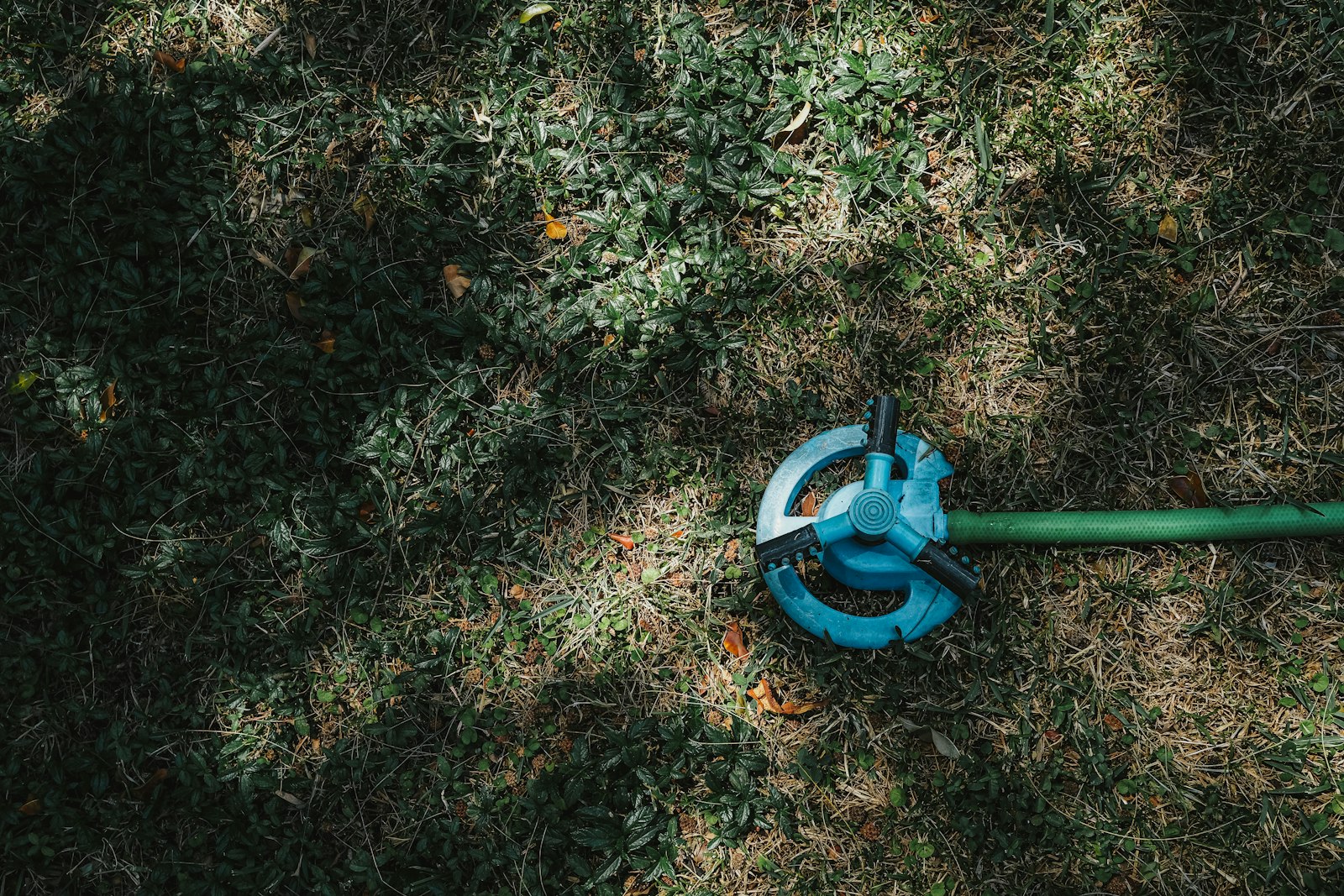 Sprinkler head and hose set into a lawn